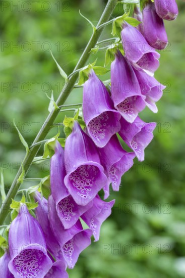 Purple flowers of a foxglove (Digitalis) against a green, natural background in the forest, North Rhine-Westphalia, Germany
