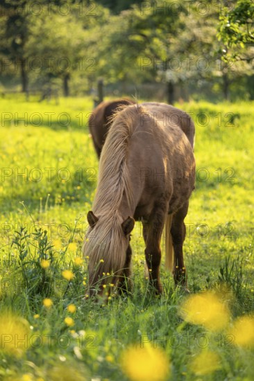Icelandic horse in a pasture. Colour chestnut. Evening, golden hour, backlight. Germany