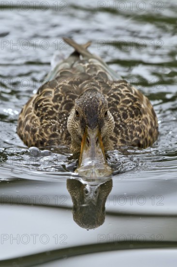 Northern Shoveler (Spatula clypeata) female, Mecklenburg-Western Pomerania, Germany