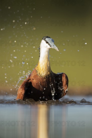 African Jacana (Actophilornis africanus) bathing, South Africa