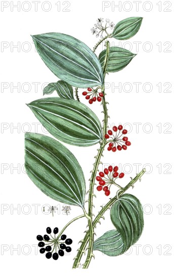 Smilax sassaparilla, Honduras bindweed, sarsaparilla, digital reproduction of a historical model, between 1790 and 1810