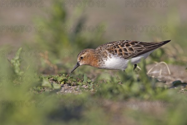 Red-necked Stint (Calidris ruficollis) foraging, Dornod Province, Mongolia