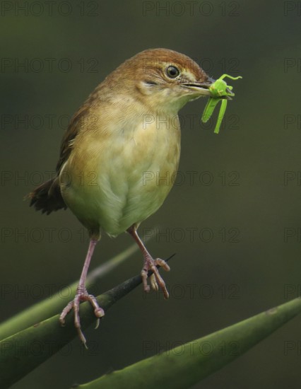 Broad-tailed Grassbird (Schoenicola platyurus) with insect in its beak, Maharashtra, India