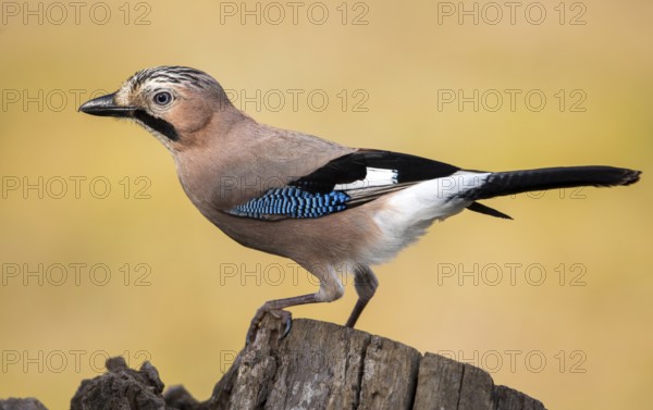 Eurasian Jay (Garrulus glandarius), Andalusia, Spain