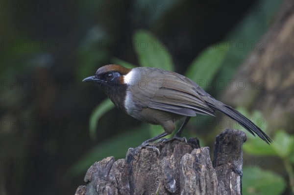 White-necked Laughingthrush (Garrulax strepitans) juvenile, Mae Wong, Thailand