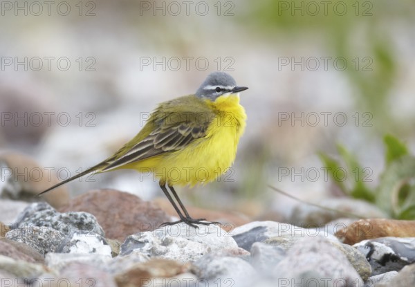 Western Yellow Wagtail (Motacilla flava), Mecklenburg-Western Pomerania, Germany