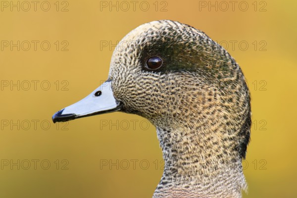 American Wigeon (Mareca americana) male, British Columbia, Canada