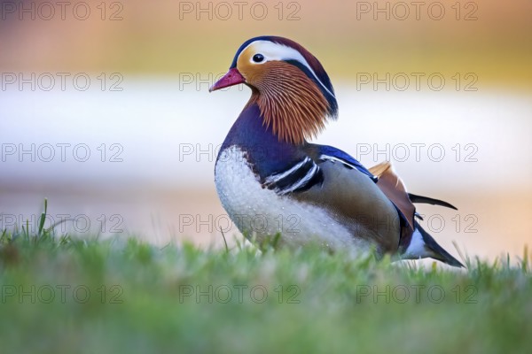 Mandarin Duck (Aix galericulata) male, Saxony-Anhalt, Germany