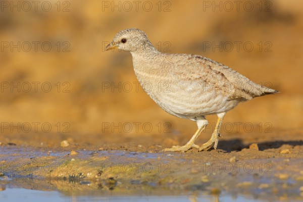 Arabian desert partridge, (Ammoperdix heyi), Arabian desert partridge, eastern sand grouse, animals, birds, sand partridge, pheasant family, chicken birds, desert chickens, sand grouse, Celias Waterhole, Ezuz, HaDarom, Israel