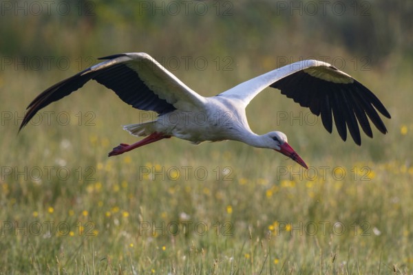 White Stork (Ciconia ciconia) flying, North Rhine-Westphalia, Germany