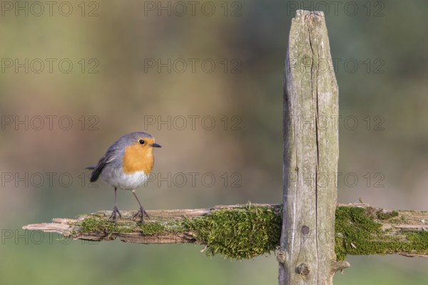 European Robin (Erithacus rubecula), Poland
