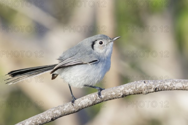 Cuban gnatcatcher (Polioptila lembeyei) perched on a branch in Cuba