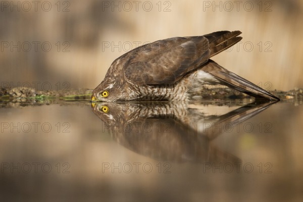 Eurasian Sparrowhawk (Accipiter nisus) female drinking at a waterhole, Subotica, Serbia