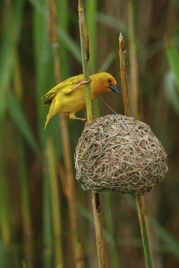 A gold weaver building a nest, iSimangaliso Wetland Park, St Lucia, KwaZulu-Natal, South Africa