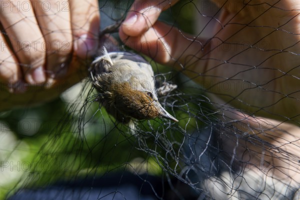 A female blackcap (Sylvia atricapilla) is released by hands from a net in the sunlight to be measured and ringed Bird migration research, Münsterland, North Rhine-Westphalia, Germany