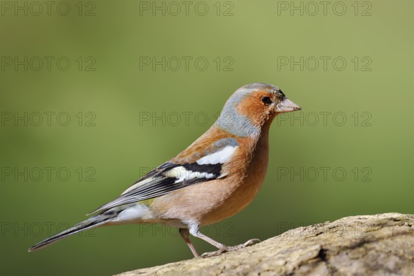 Chaffinch (Fringilla coelebs), male, North Rhine-Westphalia, Germany