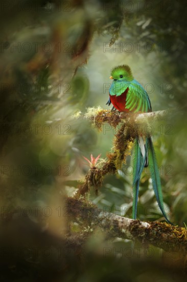 Resplendent Quetzal, Savegre in Costa Rica with green forest in background. Magnificent sacred green and red bird. Detail portrait of beautiful tropic animal. Bird with long tail