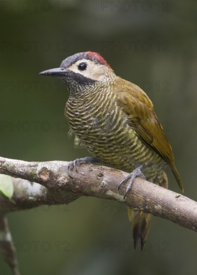 Golden-olive Woodpecker (Colaptes rubiginosus) female, Pichincha, Ecuador