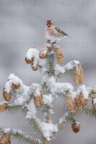 Common Redpoll (Acanthis flammea), Alaska, USA