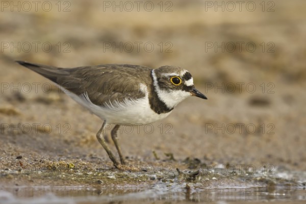 Little Ringed Plover (Charadrius dubius) female foraging, North Rhine-Westphalia, Germany