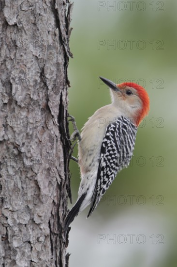 Red-bellied Woodpecker (Melanerpes carolinus), Florida, USA