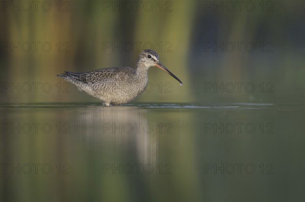 Spotted Redshank (Tringa erythropus), Thuringia, Germany