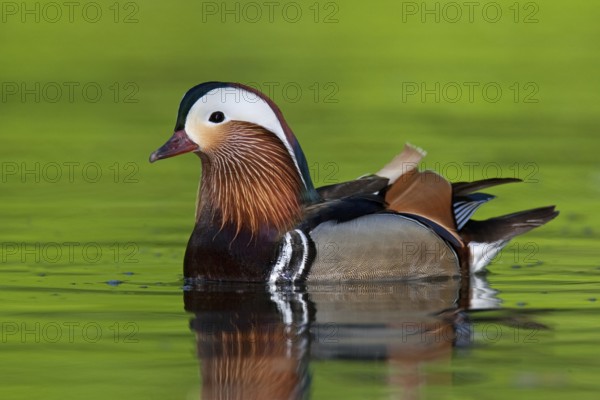 Mandarin Duck (Aix galericulata) male, Brandenburg, Germany