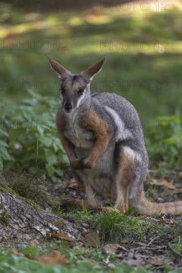 One yellow-footed rock-wallaby (Petrogale xanthopus), or ring-tailed wallaby sitting on grass between rocks and trees. Near threatened (IUCN)