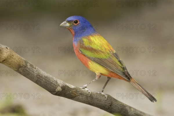 Painted Bunting (Passerina ciris) female, Florida, USA