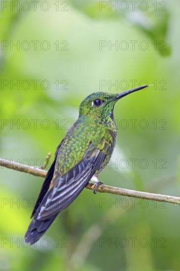 Green-crowned Brilliant Heliodoxa jacula San Jose, COSTA RICA 7 November Adult Male Trochilidae