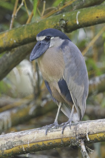 Boat-billed Heron (Cochlearius cochlearius), Costa Rica