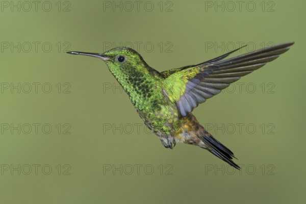 Copper-rumped Hummingbird (Amazilia tobaci), Trinidad and Tobago