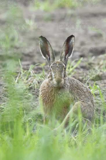 European hare (Lepus europaeus) sitting on a freshly harrowed field, looking into the camera, North Rhine-Westphalia, Germany