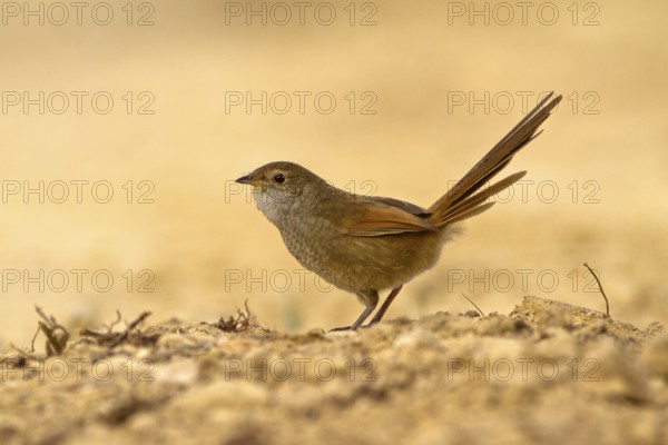 Eastern Bristlebird (Dasyornis brachypterus), New South Wales, Australia