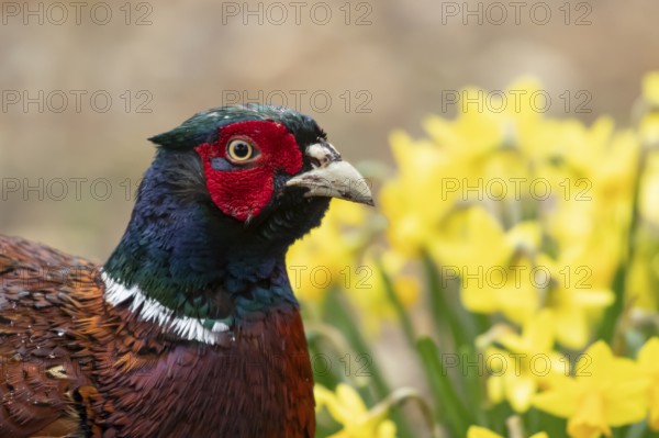Common pheasant (Phasianus colchicus) adult male game bird head portrait, England, United Kingdom