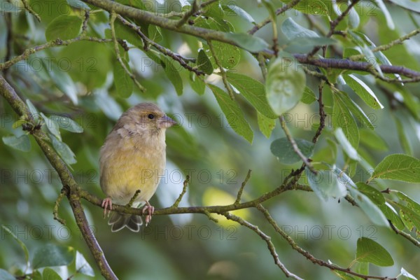 European Greenfinch (Chloris chloris), Berlin, Germany