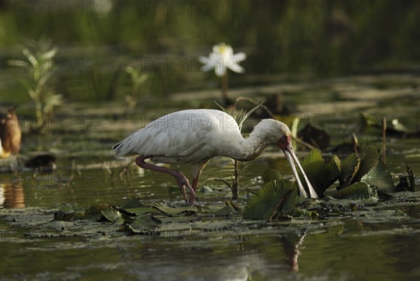 African Spoonbill (Platalea alba), Gambia