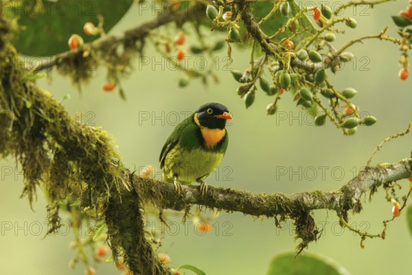 Orange-breasted Fruiteater (Pipreola jucunda) male perched on a mossy branch, Mindo, Ecuador