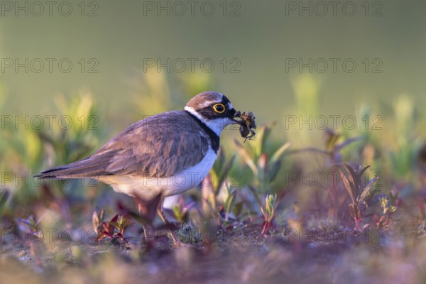 Little Ringed Plover (Charadrius dubius) with a dragonfly larva in its beak, North Rhine-Westphalia, Germany