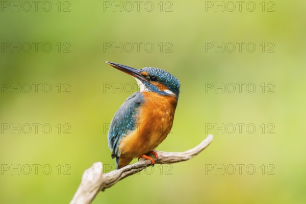 Common kingfisher (Alcedo atthis) sitting on an old wooden branch in late summer, wildife, Bavaria, Germany