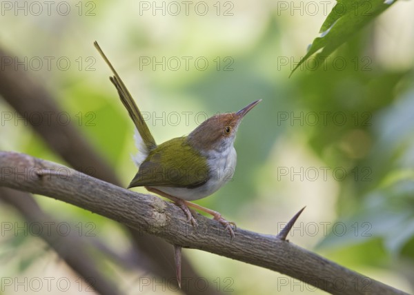 Common Tailorbird (Orthotomus sutorius), Sri Lanka