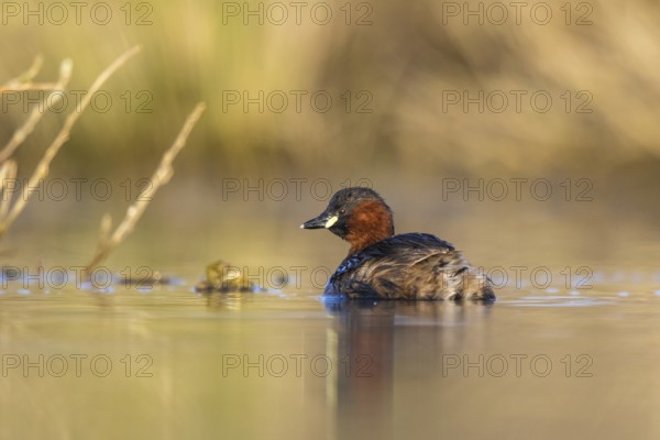 Little Grebe (Tachybaptus ruficollis), North Rhine-Westphalia, Germany