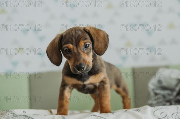 Adorable Dachshund puppy standing confidently on a patterned bedspread in a bedroom, showcasing its shiny brown and black fur, with expressive eyes and floppy ears