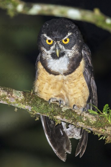 Spectacled Owl (Pulsatrix perspicillata) perched on a branch in Costa Rica