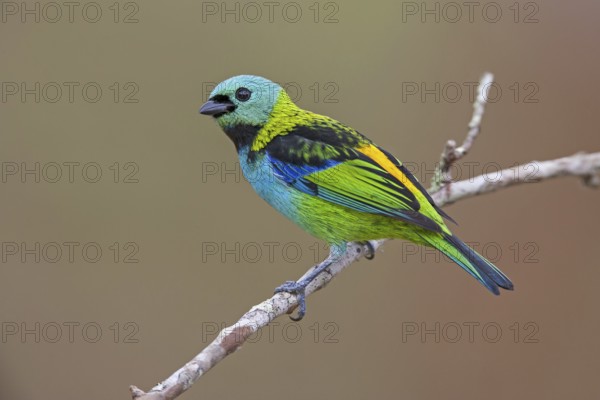 Green-headed Tanager (Tangara seledon)