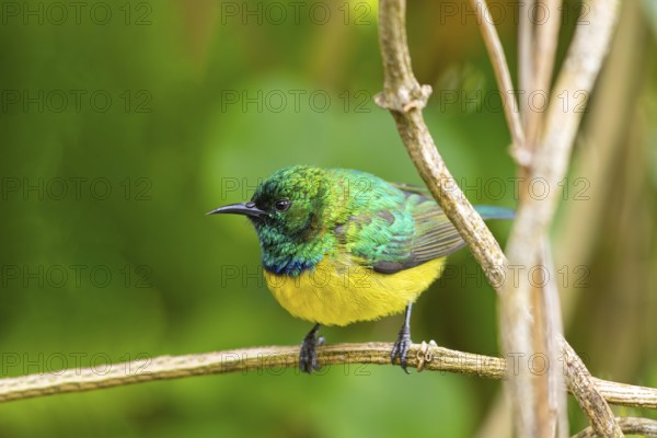 Collared Sunbird, Forest Sunbird, (Anthodiaeta collaris), (Anthreptes collaris), Garden Route National Park, Wilderness Section, Wilderness, Western Cape, South Africa