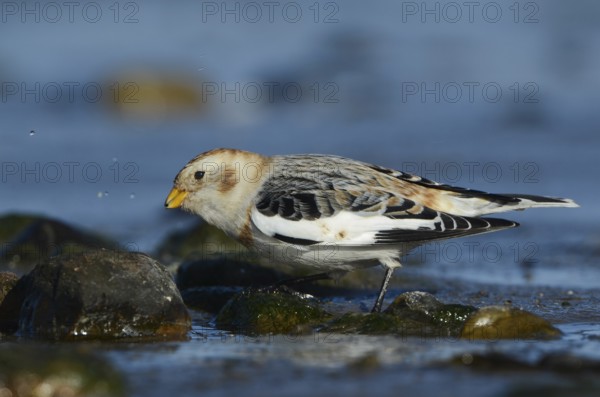 Snow Bunting (Plectrophenax nivalis), Schleswig-Holstein, Germany