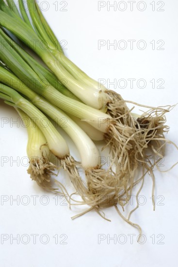 Spring onion with roots, Onion