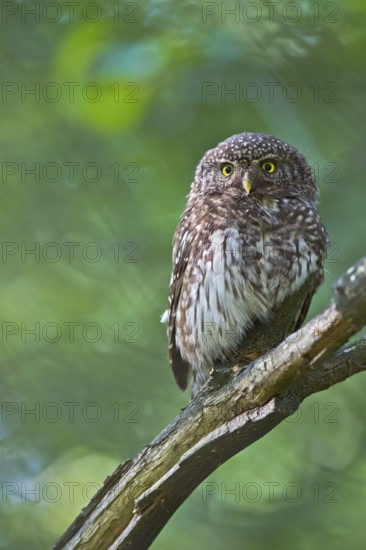 Eurasian Pygmy Owl (Glaucidium passerinum) female perched on a branch, Bavaria, Germany