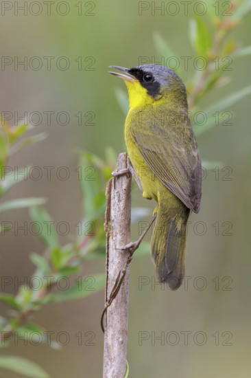 Masked Yellowthroat (Geothlypis aequinoctialis) perched on a branch in the Atlantic rainforest of southeast Brazil